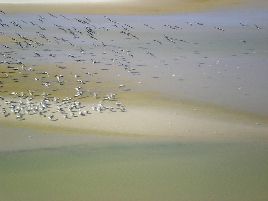 Pelicans in the desert - Lake Eyre