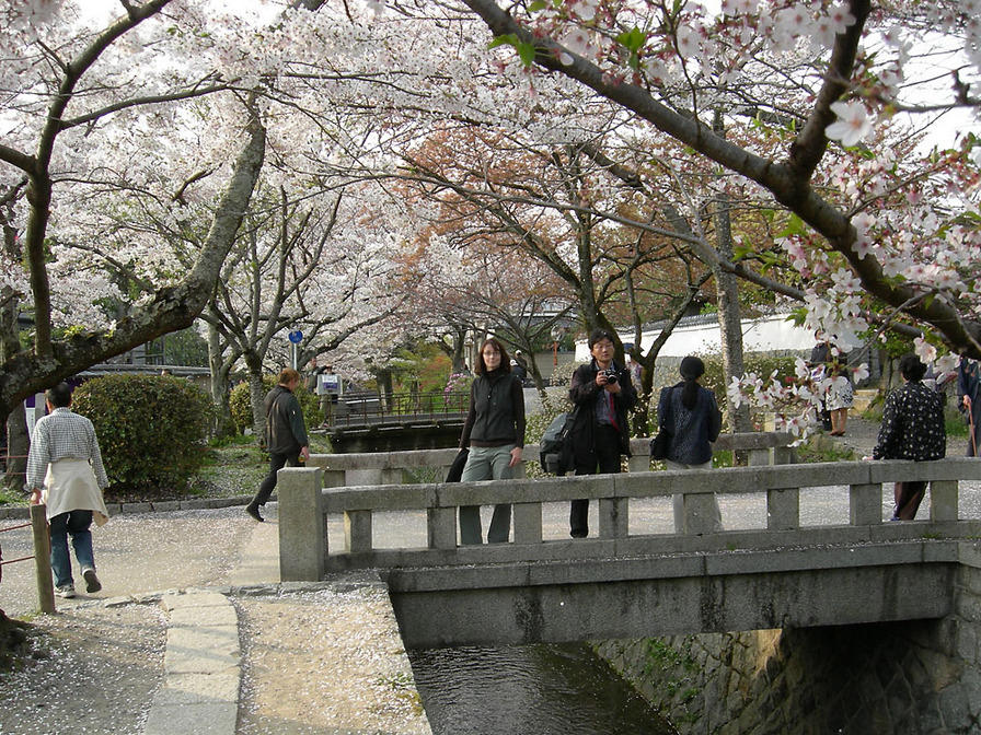 Sakura on Philosopher's Pathway