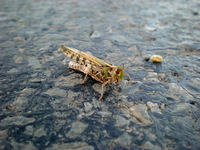 Orroroo Grasshopper