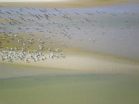 Pelicans in the desert - Lake Eyre