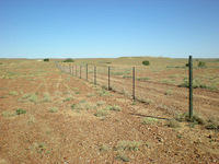 Dingo Fence
