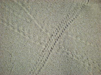 Crab Tracks