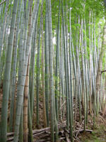 Bamboo forest in Tonosawa