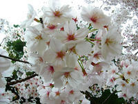 Sakura (cherry blossom)