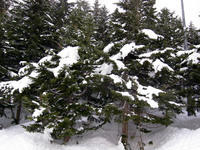 Snow on pines, Niseko