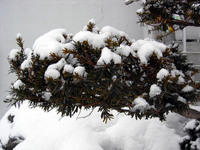 Snow on tree
