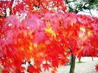 Autumn Leaves Yoyogi