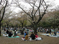Still celebrating Hanami (cherry blossom parties)