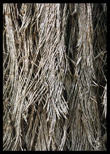 barkbig.jpg (76058 bytes)