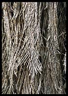 barksmall.jpg (23839 bytes)