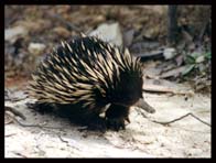 Echidna