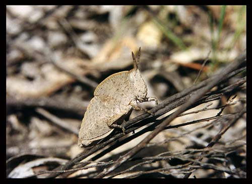 leafinsectbig.jpg (40446 bytes)
