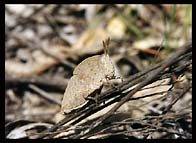 Orthoptera or Grasshopper