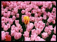 Pink Tulips