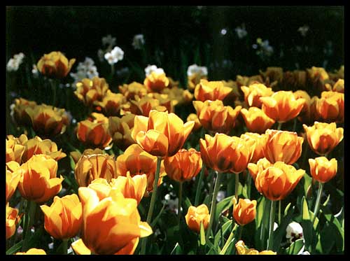 tulipsbig.jpg (44077 bytes)