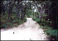 drivingtracksmall.jpg (14496 bytes)