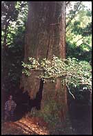 treesmall.jpg (15497 bytes)
