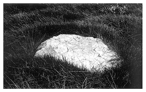 quartzingrassbig.JPG (42484 bytes)