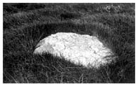 Quartz in Grass