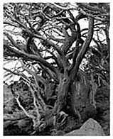 Knarled Snow Gum