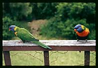 Two Lorikeets