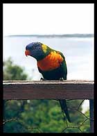One Lorikeet