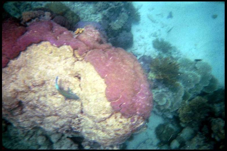 cairns_00_b_img024
