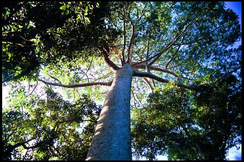 cairns_00_b_img053