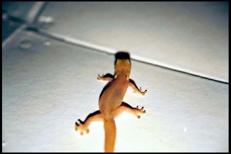 cairns_00_b_img100