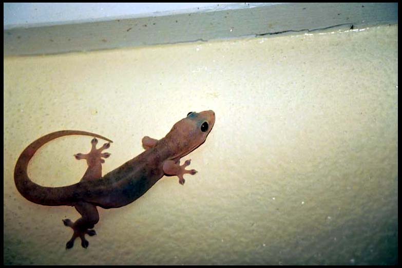cairns_00_b_img102