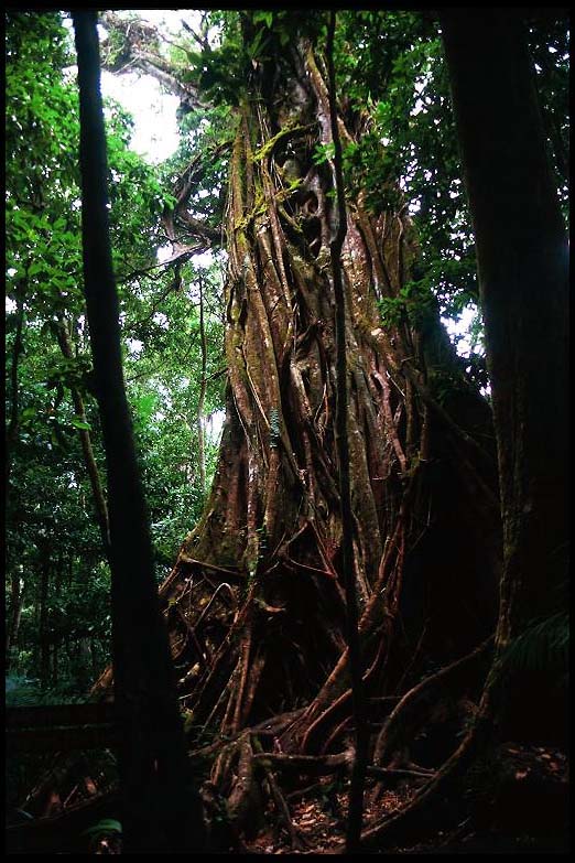 cairns_00_c_img008
