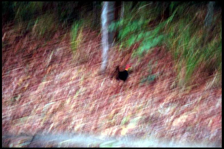 cairns_00_c_img015