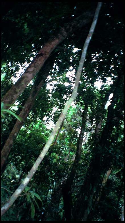 cairns_00_img003