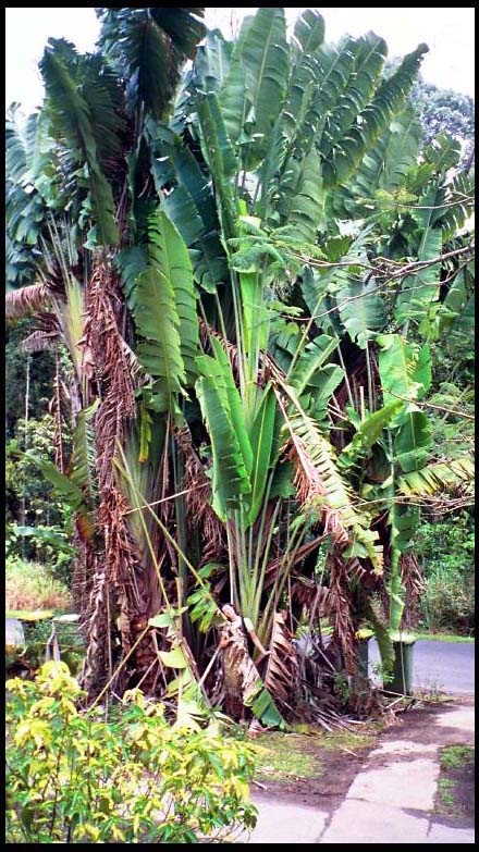 cairns_00_img032