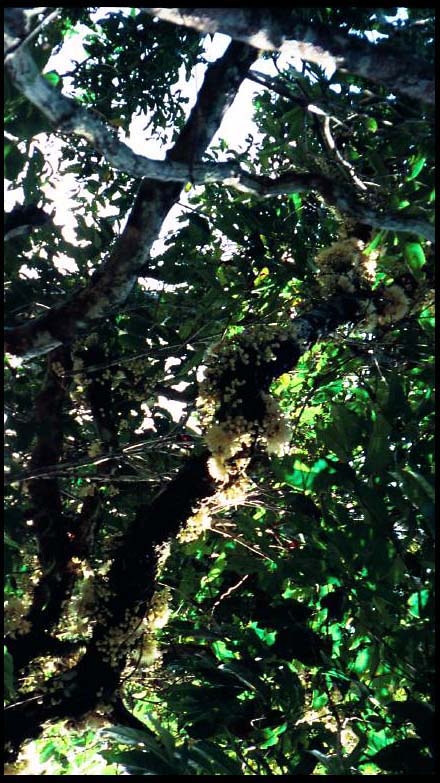 cairns_00_img083