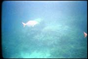 cairns_00_b_img002