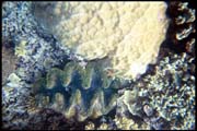 cairns_00_b_img005