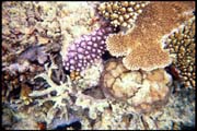 cairns_00_b_img010