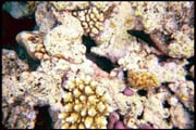 cairns_00_b_img019