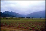 cairns_00_b_img029