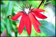 cairns_00_b_img046