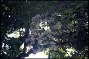 cairns_00_b_img054