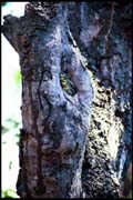 cairns_00_b_img069