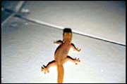 cairns_00_b_img100