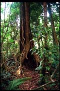 cairns_00_c_img006