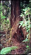 cairns_00_img002
