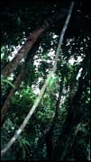 cairns_00_img003