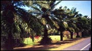 cairns_00_img007