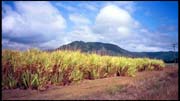 cairns_00_img015