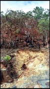 cairns_00_img017